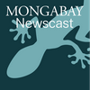 undefined Mongabay Newscast