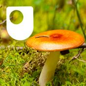 Podcast Investigating fungi: the wood-wide web - for iPad/Mac/PC