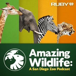 Höre Amazing Wildlife: A San Diego Zoo Podcast in der App.